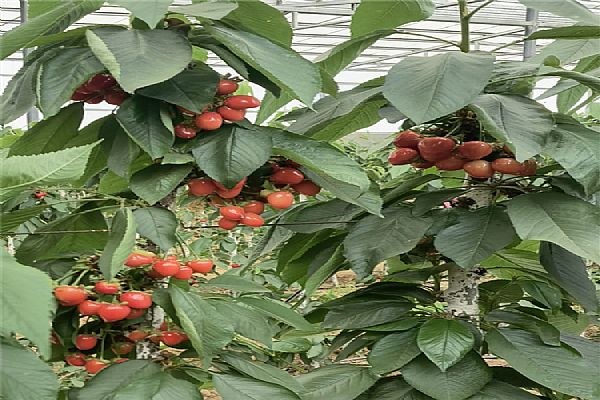 扦插,繁殖,要點,方法