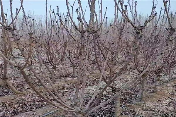 栽培,栽培技術,技術