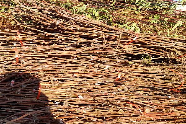 選苗木的方法和技巧